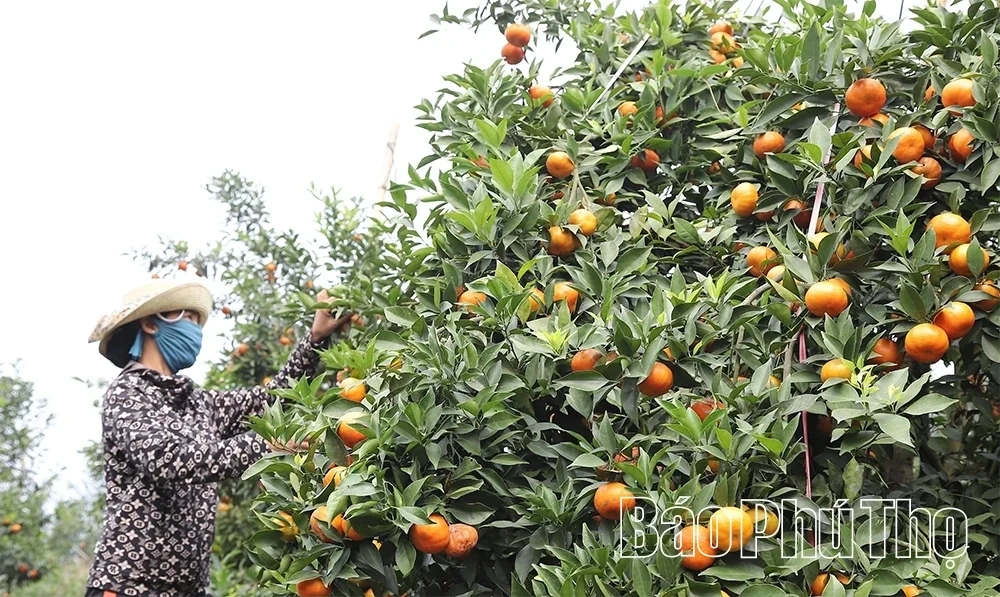 The Sweet Harvest on the Thu Cuc hills