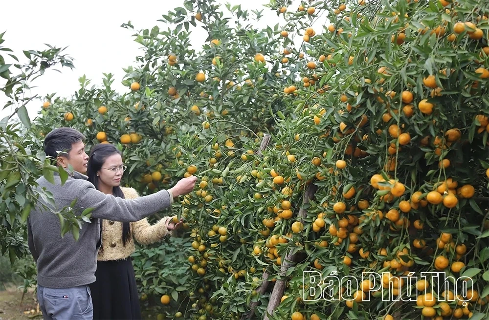 The Sweet Harvest on the Thu Cuc hills
