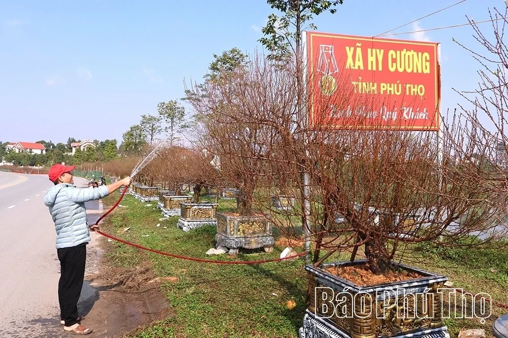 Nha Nit Peach Blossom Village Enters the Tet Peak Season