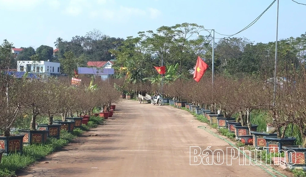 Nha Nit Peach Blossom Village Enters the Tet Peak Season