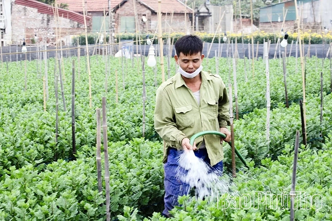 Làng hoa Nhân Vực hối hả vào mùa hoa Tết