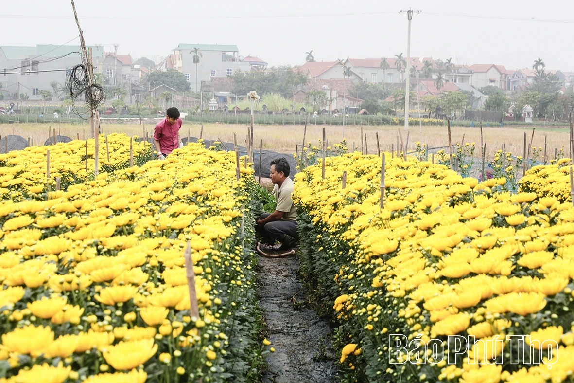 Làng hoa Nhân Vực hối hả vào mùa hoa Tết