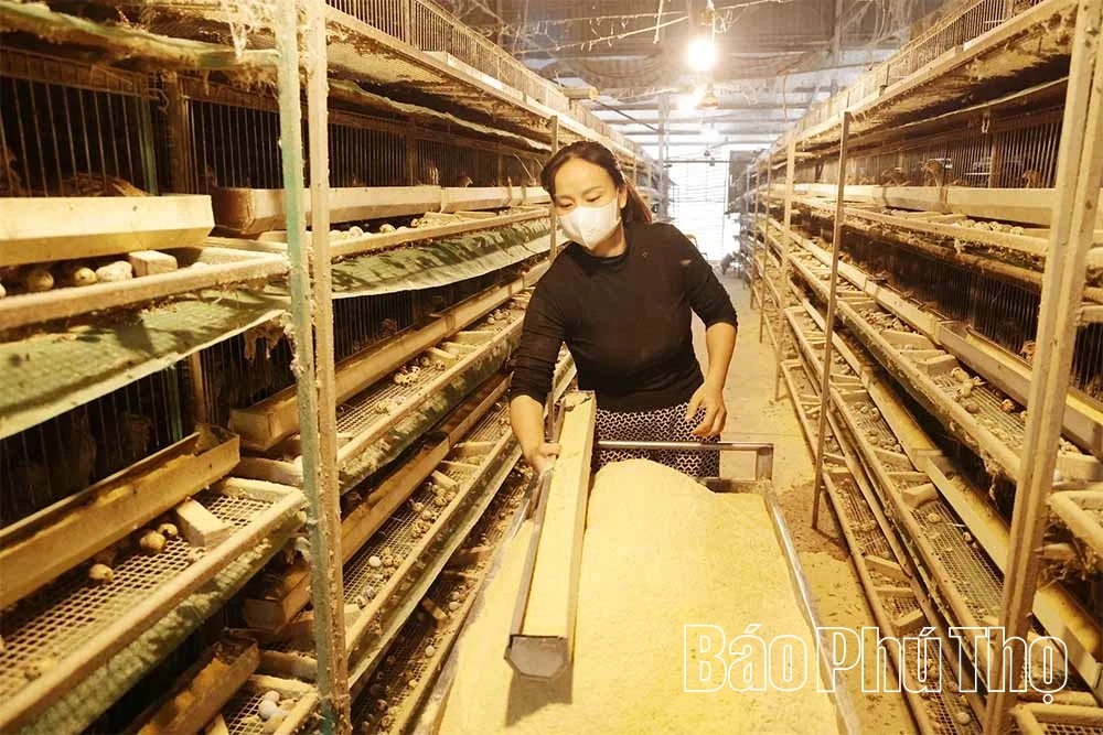 Hội Liên hiệp phụ nữ xã Vĩnh An hỗ trợ phụ nữ phát triển kinh tế