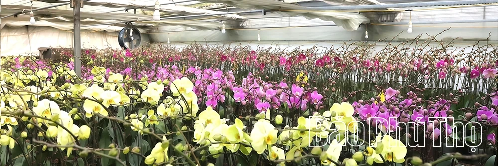 Vườn lan hồ điệp vào vụ Tết