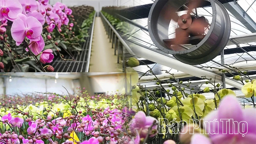 Vườn lan hồ điệp vào vụ Tết