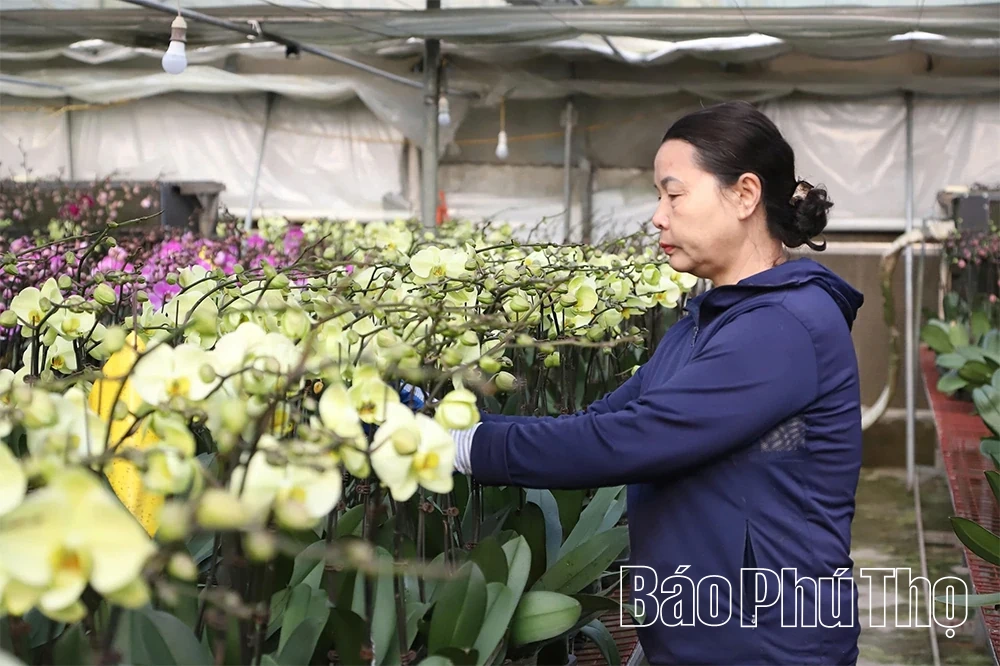 Vườn lan hồ điệp vào vụ Tết