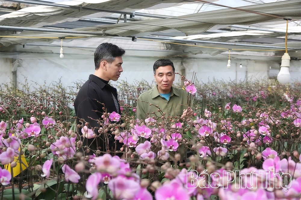 Vườn lan hồ điệp vào vụ Tết