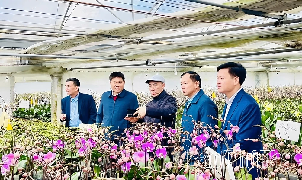 Vườn lan hồ điệp vào vụ Tết