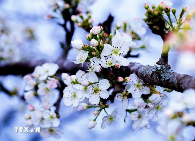 Lễ hội hoa lê Hồng Thái - điểm hẹn mùa Xuân vùng cao Tuyên Quang