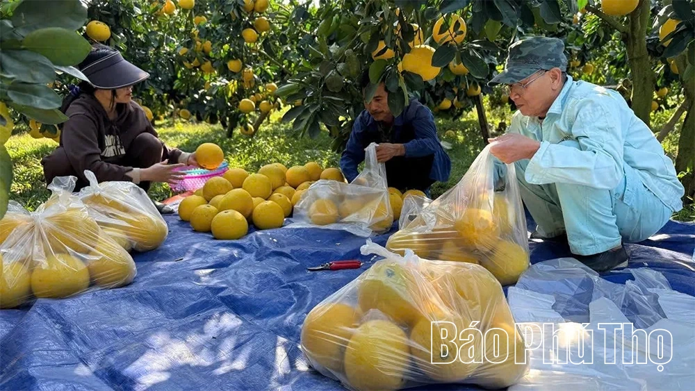 Chuẩn hóa từng vùng trồng để quả bưởi mở rộng cánh cửa xuất ngoại