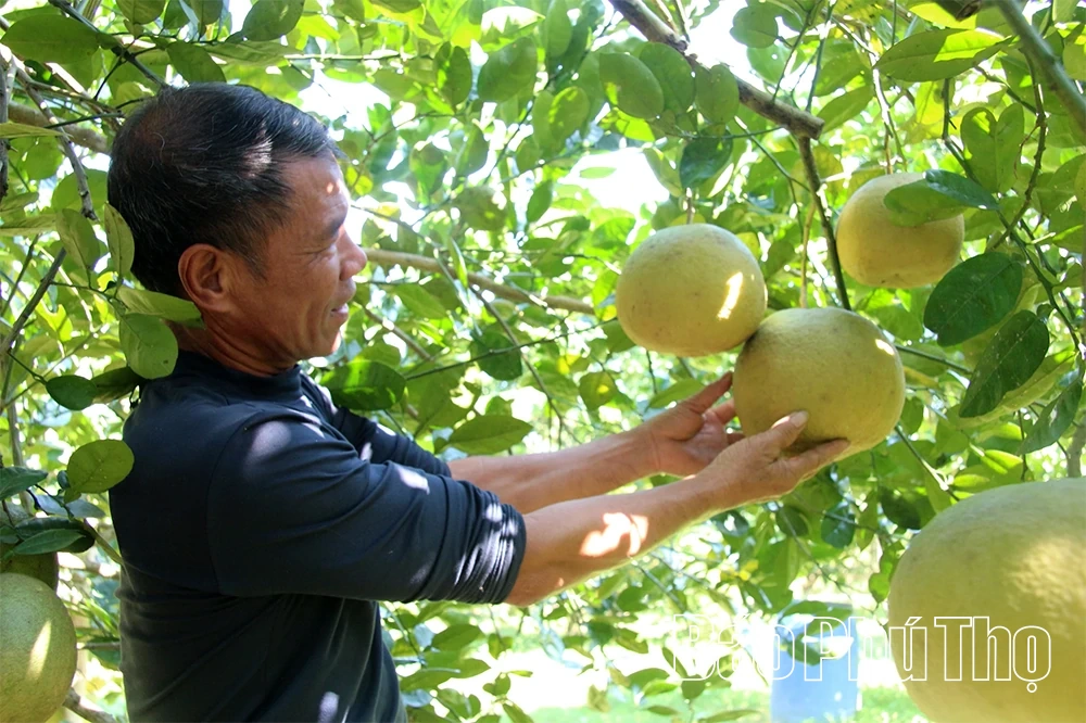 Chuẩn hóa từng vùng trồng để quả bưởi mở rộng cánh cửa xuất ngoại