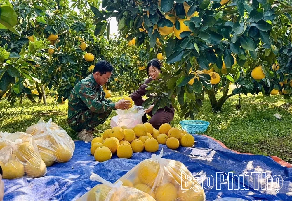 Chuẩn hóa từng vùng trồng để quả bưởi mở rộng cánh cửa xuất ngoại