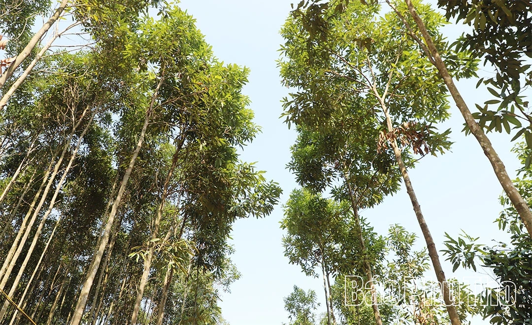 Người mang “vàng xanh” lên núi