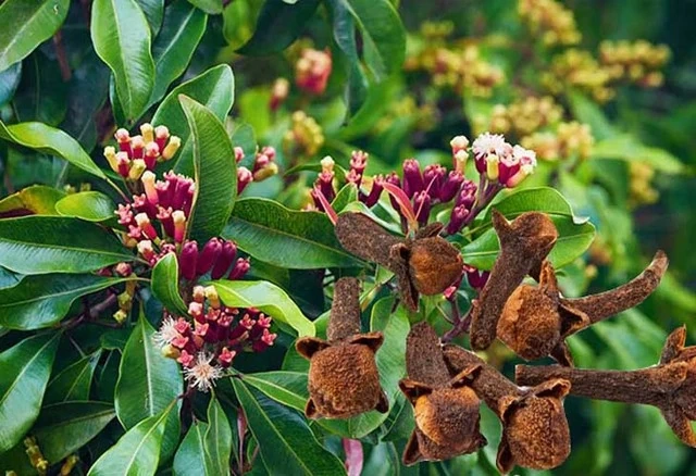 3 hỗn hợp xông hơi giảm nghẹt mũi và đau họng