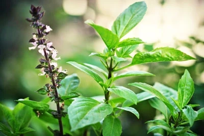 3 hỗn hợp xông hơi giảm nghẹt mũi và đau họng