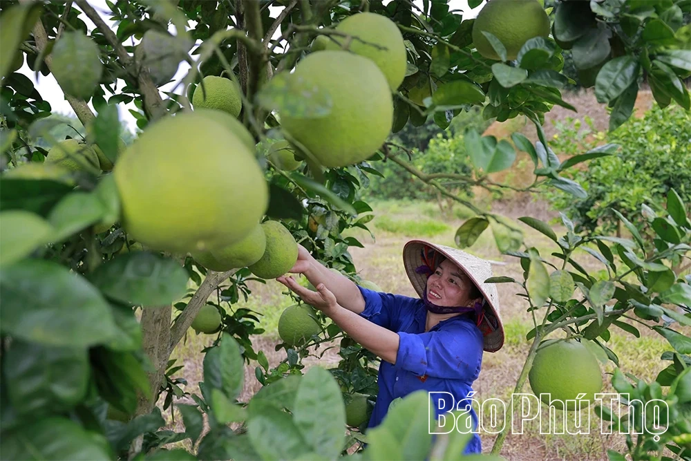 Nhà nông “bén duyên” công nghệ