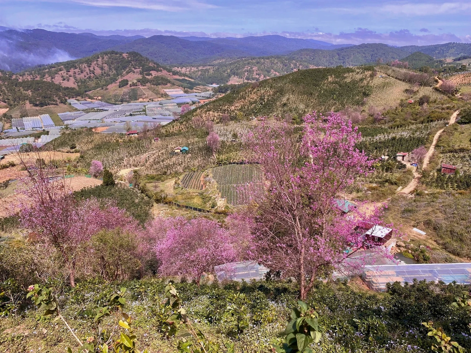 Ngắm mai anh đào ở Mộng Đào Nguyên