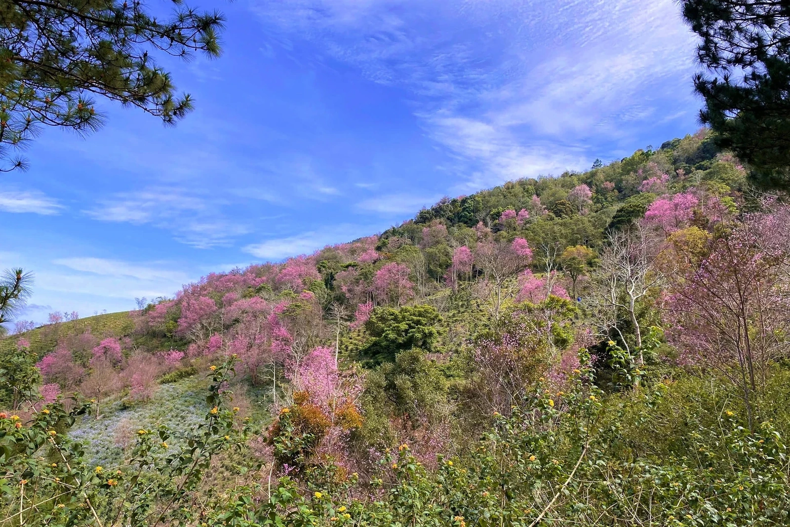 Ngắm mai anh đào ở Mộng Đào Nguyên