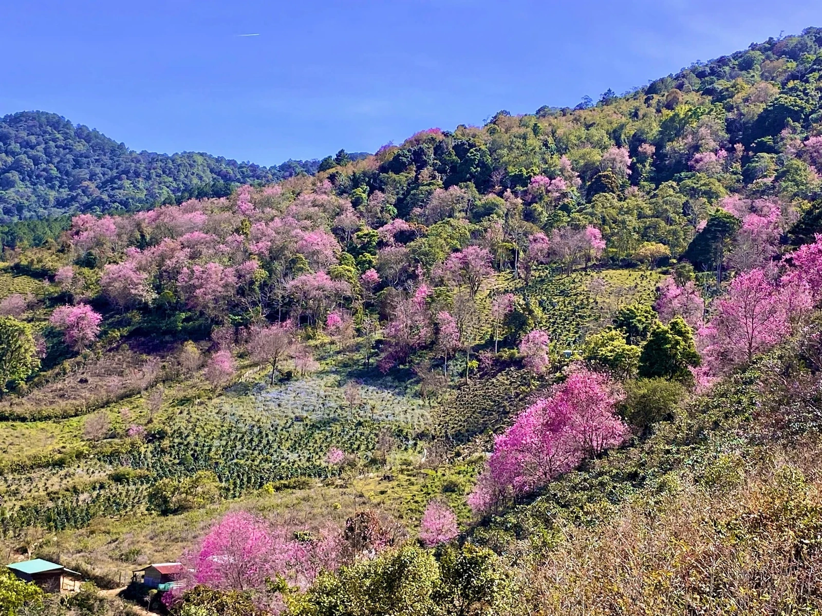 Ngắm mai anh đào ở Mộng Đào Nguyên