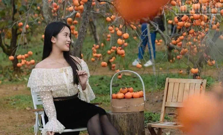 Hẹn ước mùa hoa trên cao nguyên Mộc Châu