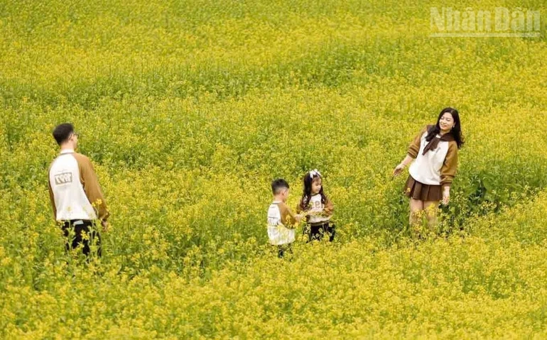 Hẹn ước mùa hoa trên cao nguyên Mộc Châu