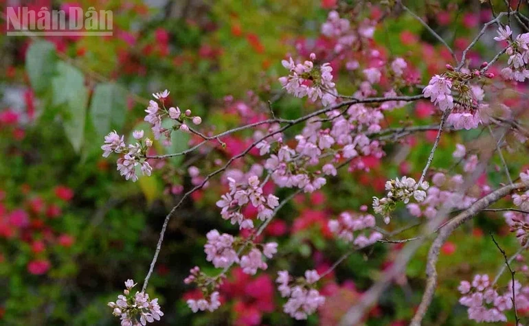 Hẹn ước mùa hoa trên cao nguyên Mộc Châu