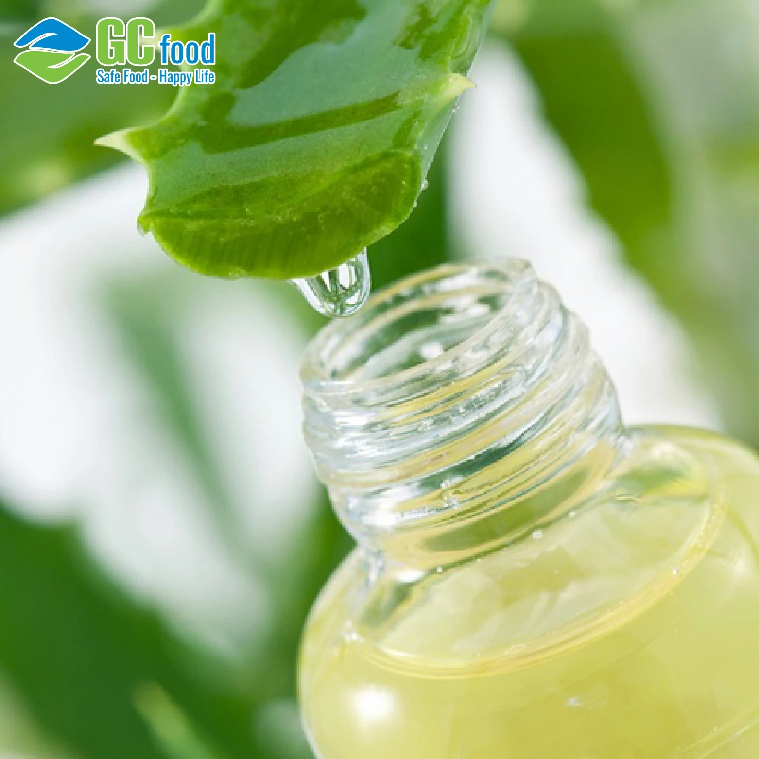 Gel lô hội là gì? Công dụng và cách làm nha đam đúng chuẩn tại nhà