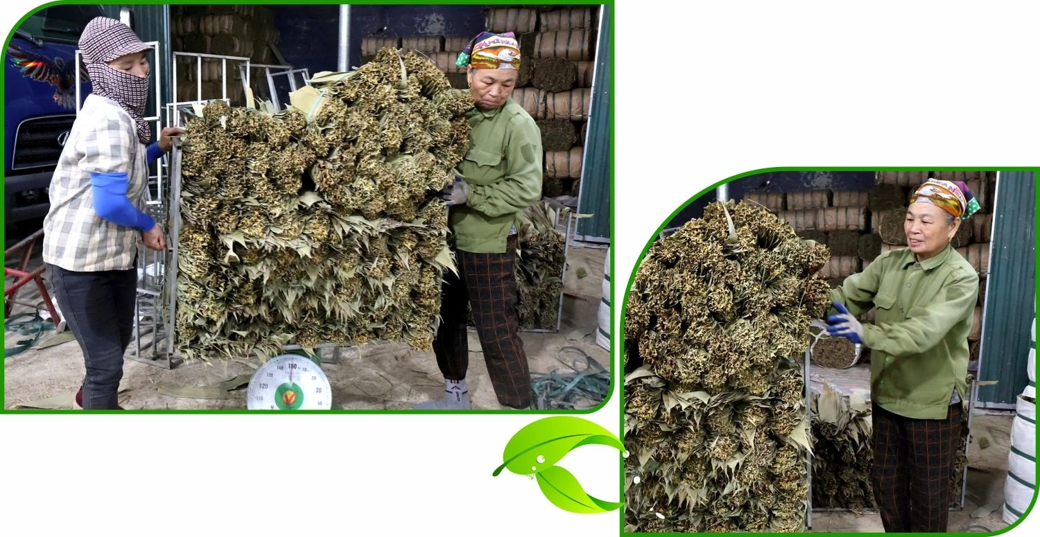 Mưu sinh từ lá