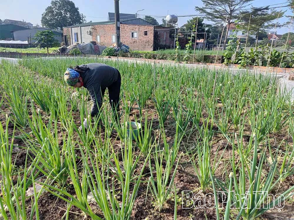 Hành xanh Lâm Thao - Hướng đi bền vững vì sức khỏe cộng đồng