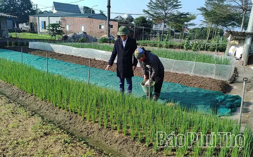 Hành xanh Lâm Thao - Hướng đi bền vững vì sức khỏe cộng đồng