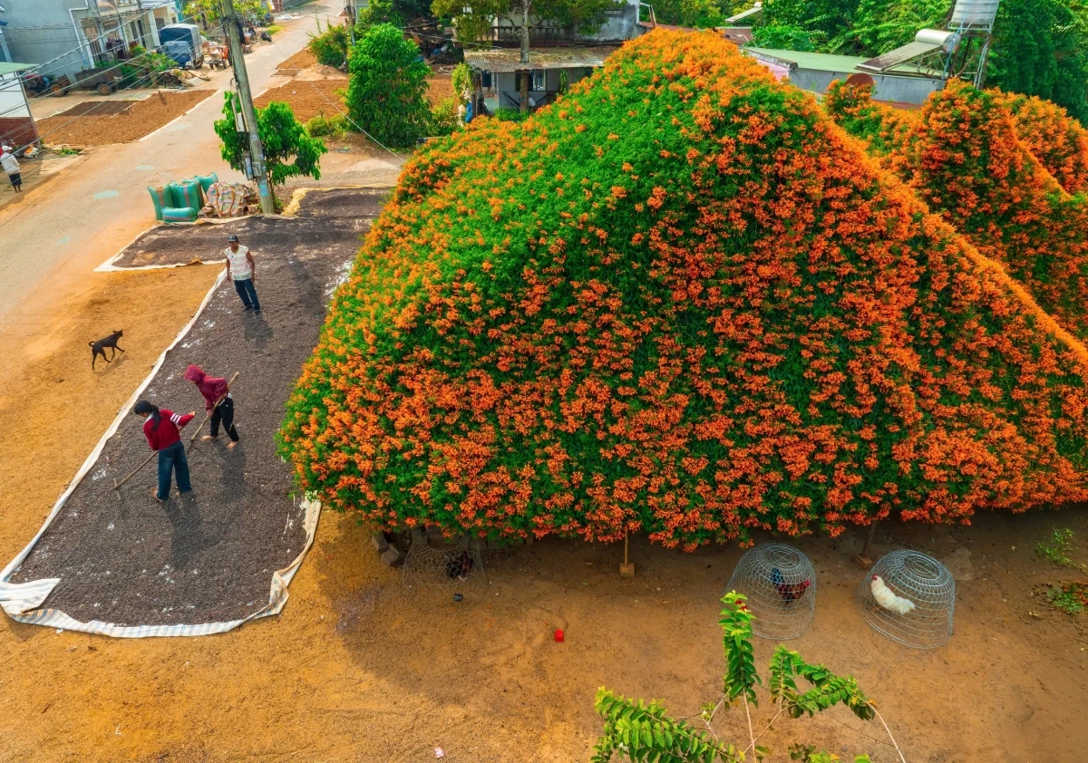 Ngôi nhà phủ kín hoa như cổ tích ở Bảo Lộc