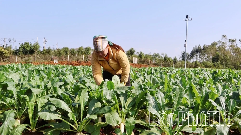 Mô hình rau VietGAP ứng dụng công nghệ số: Bước đi mới của nông nghiệp ở xã Đà Bắc