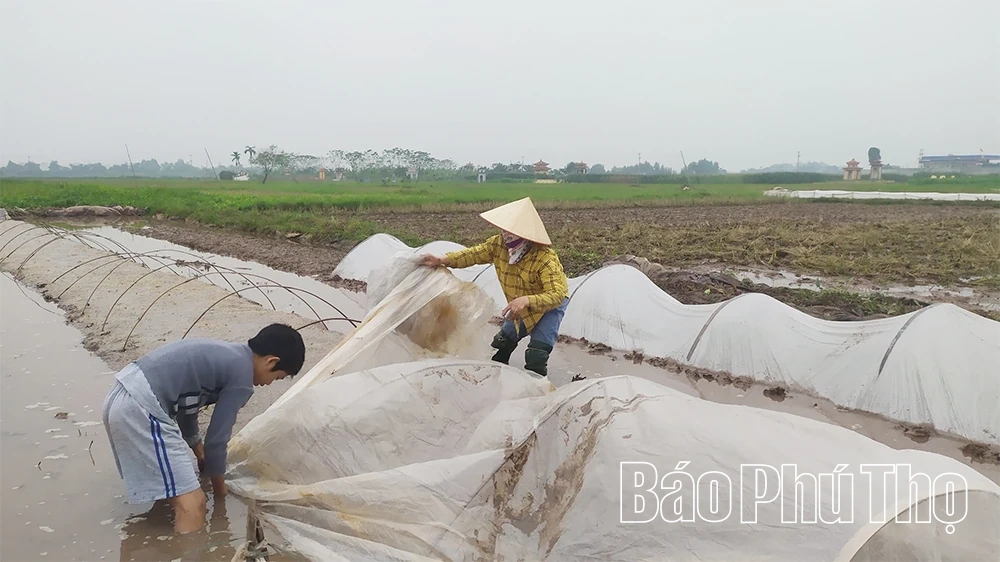 Tập trung gieo cấy lúa xuân