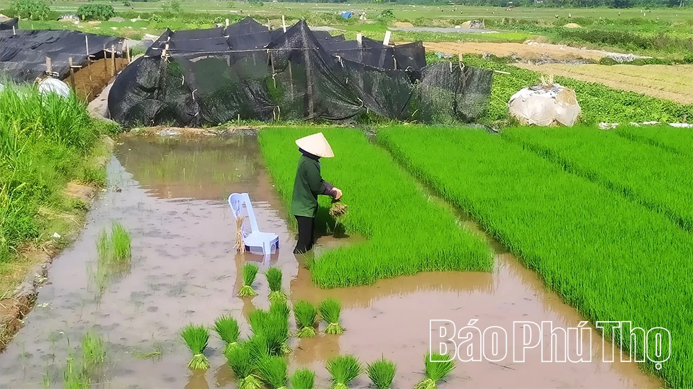 Tập trung gieo cấy lúa xuân