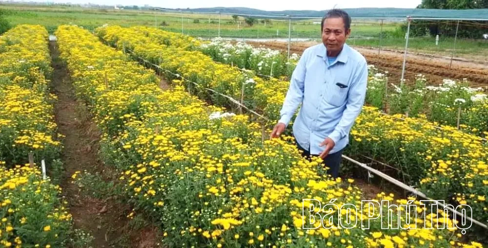 Làng hoa Phương Viên vào vụ Tết