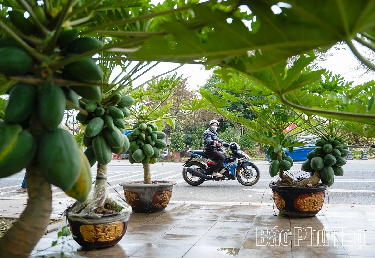 A Bustling Market for Tet Flowers