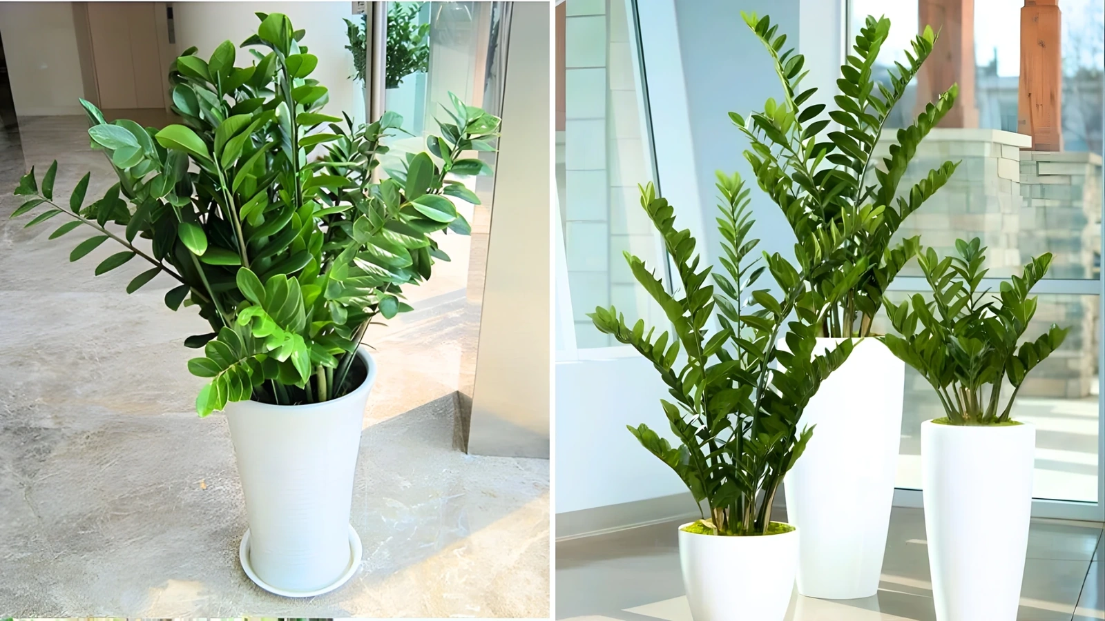 5 loại cây cần có trong văn phòng hiện đại