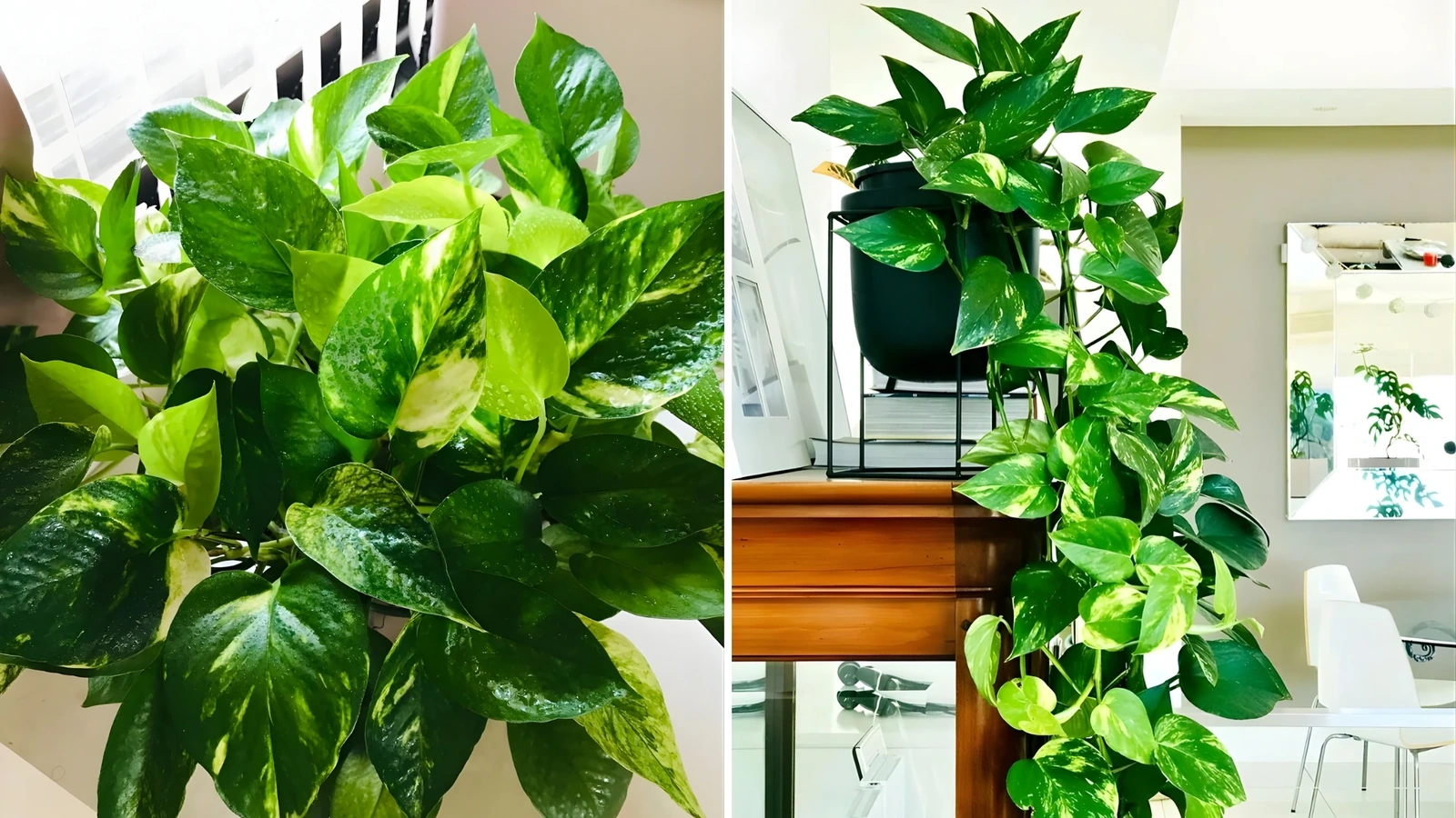 5 loại cây cần có trong văn phòng hiện đại