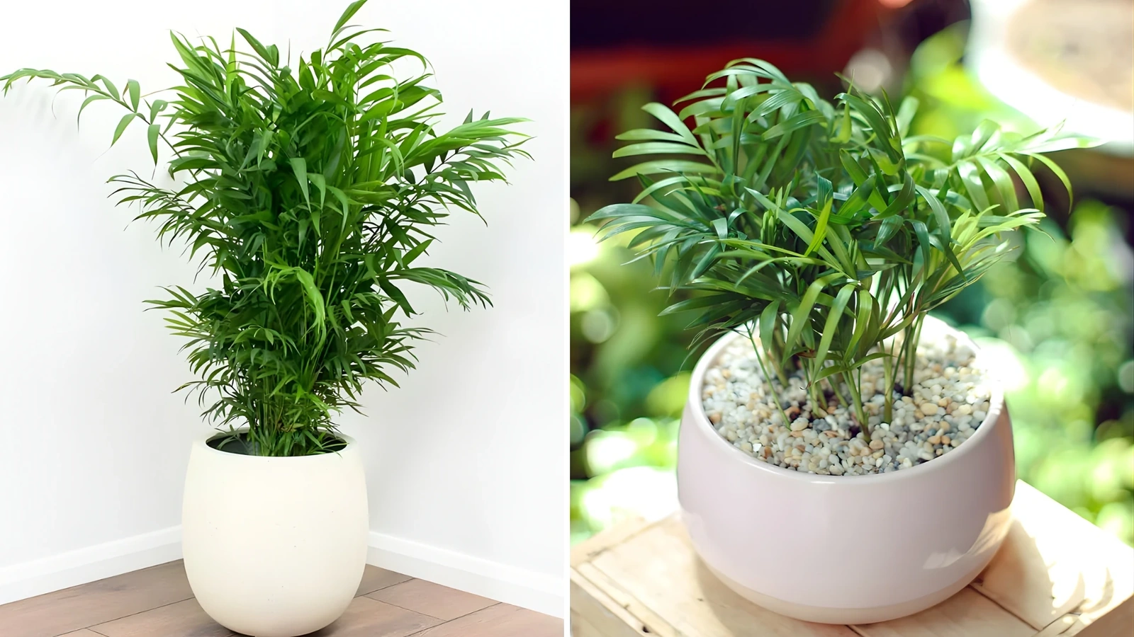 5 loại cây cần có trong văn phòng hiện đại