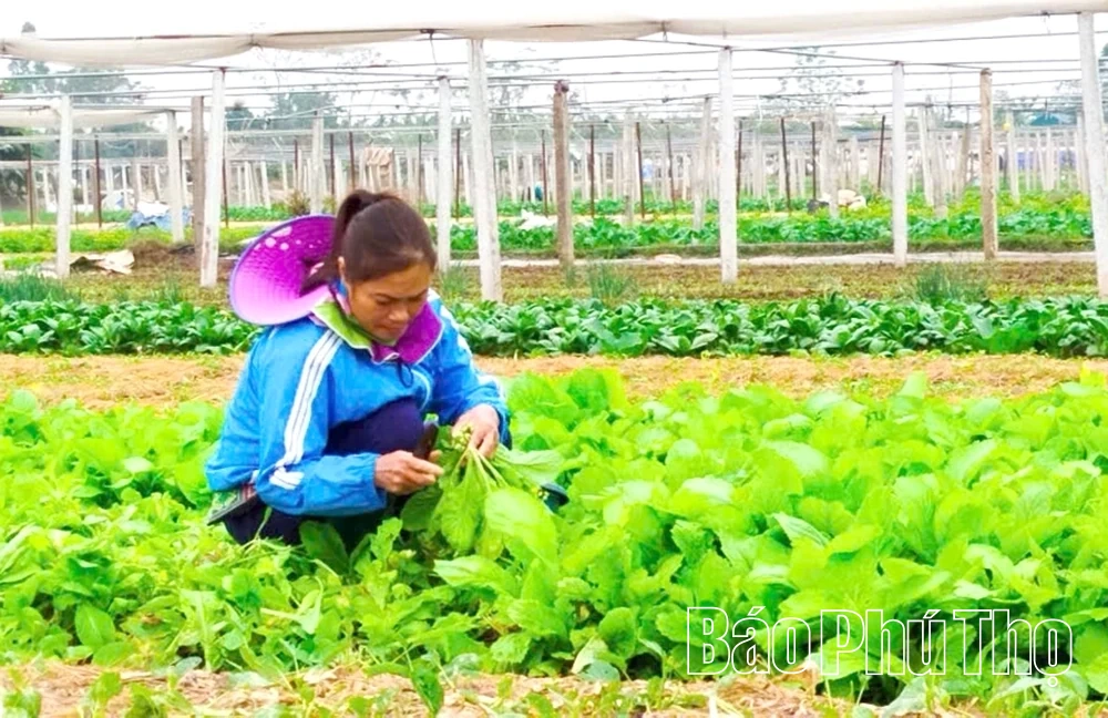 Xây dựng giá trị cho kinh tế tập thể trong sản xuất nông nghiệp