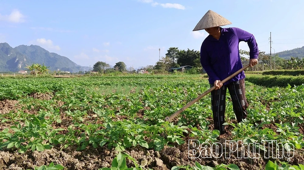 Nhân rộng các mô hình sản xuất hiệu quả