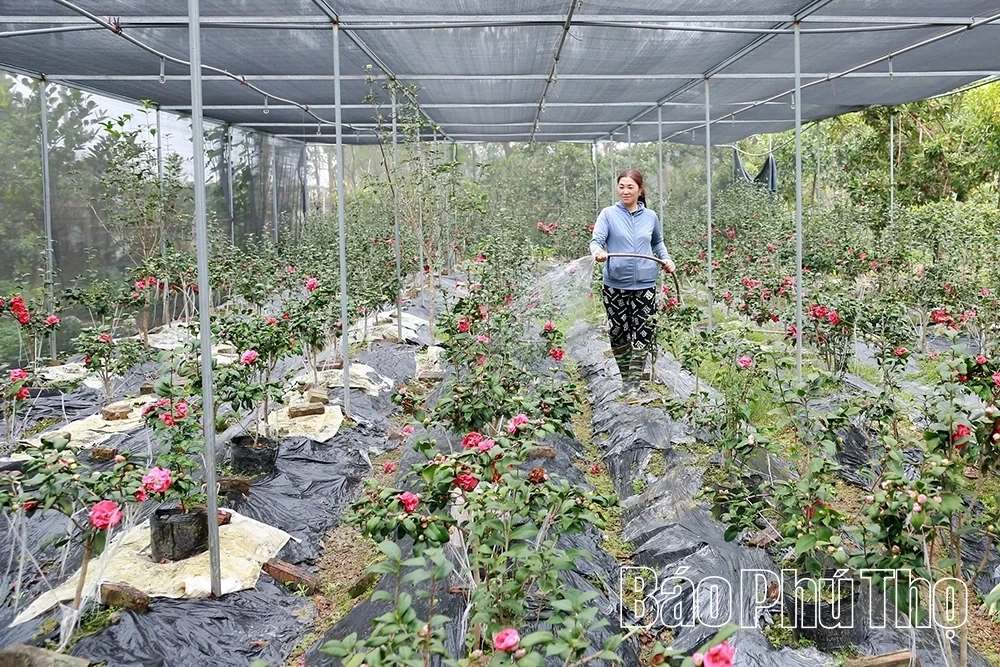 Hiệu quả mô hình “nông dân giúp nhau phát triển kinh tế” ở xã Tề Lỗ