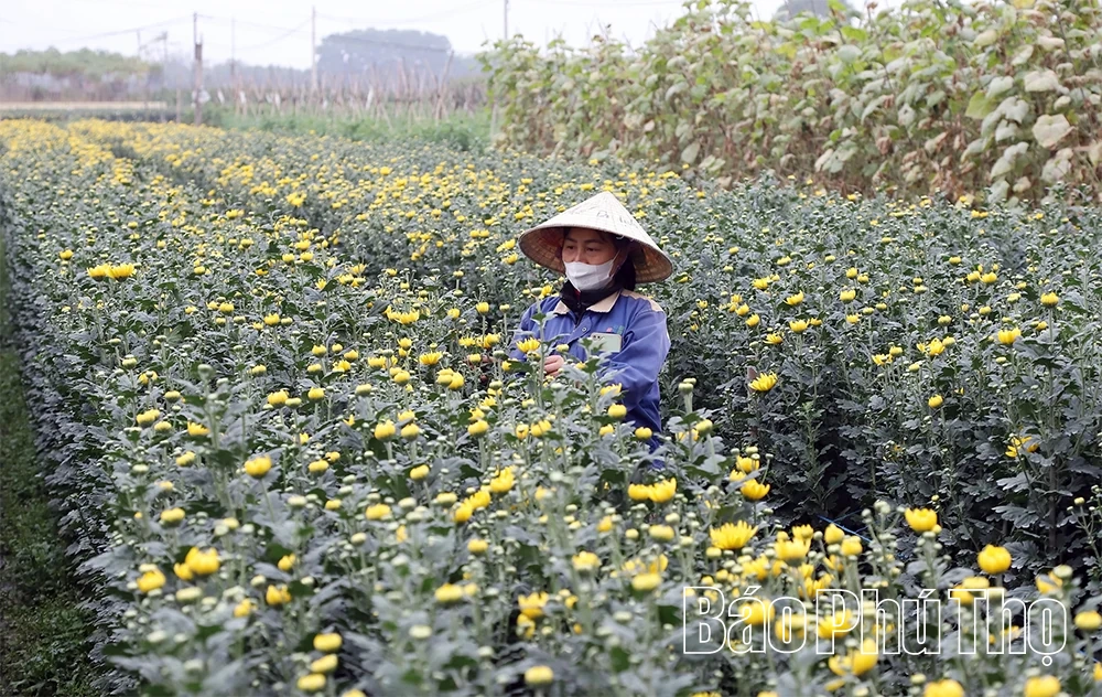 Làng hoa vào vụ Tết
