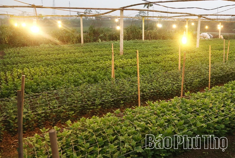 Làng hoa vào vụ Tết