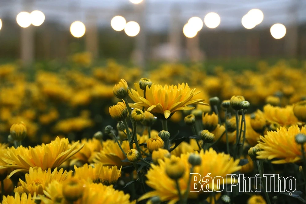 Làng hoa vào vụ Tết