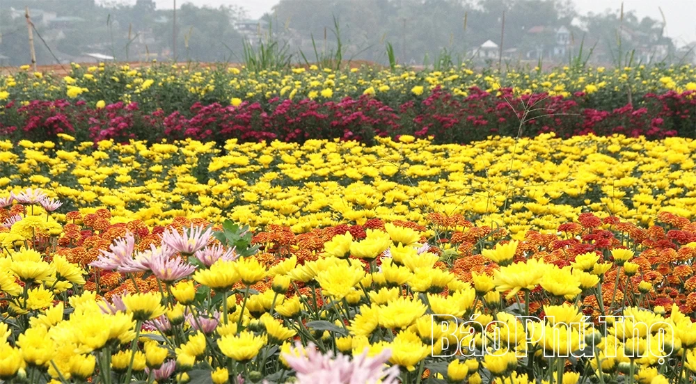 Làng hoa vào vụ Tết