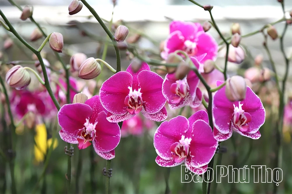 Làng hoa vào vụ Tết