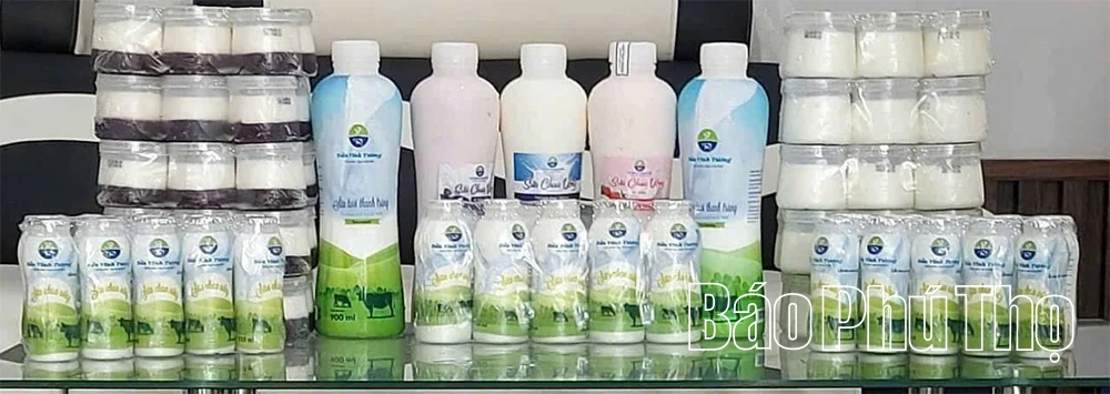 Người nông dân tiên phong sản xuất sữa theo tiêu chuẩn Châu Âu