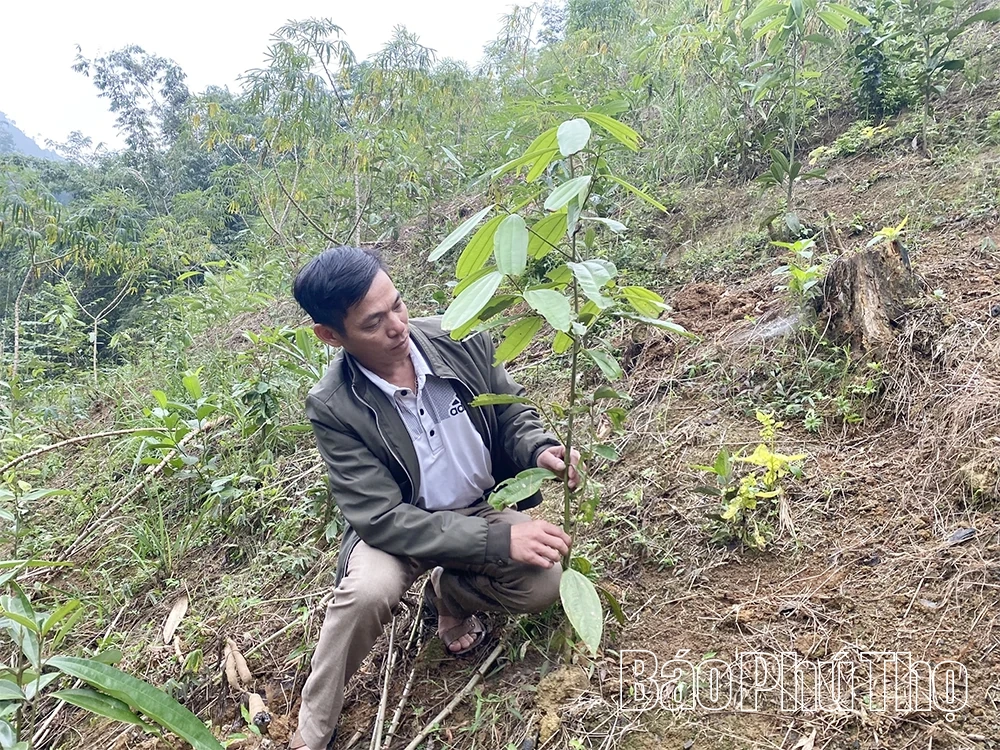 Nâng cao giá trị cây quế