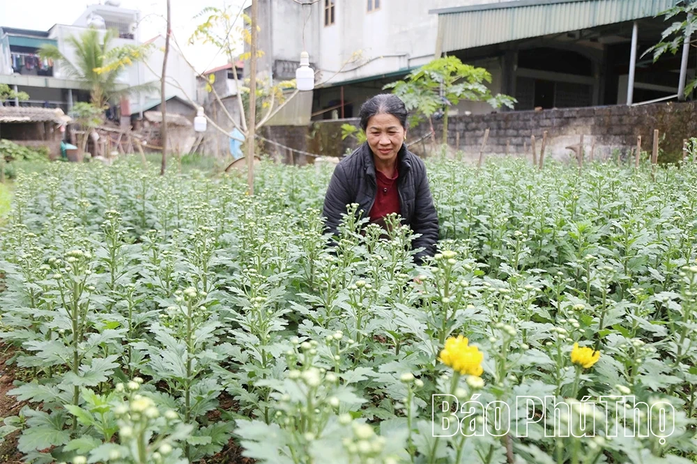 Làng hoa ven đô rộn ràng vào vụ Tết